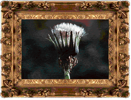 Dandelion Blooming Animation Dandelion Blooming Animation